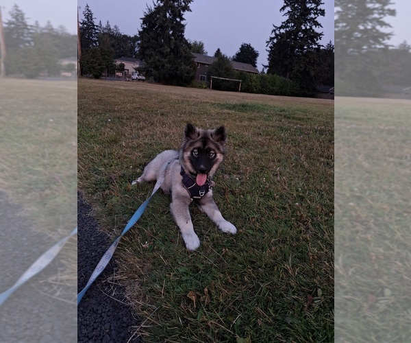 Medium Photo #1 Siberian Husky Puppy For Sale in LYNNWOOD, WA, USA