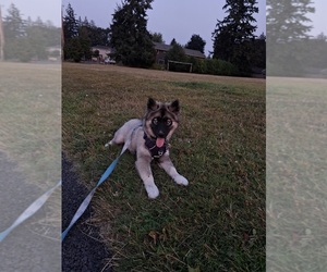 Siberian Husky Puppy for sale in LYNNWOOD, WA, USA
