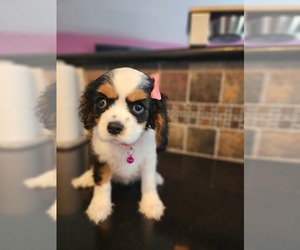 Cavalier King Charles Spaniel Puppy for sale in SACRAMENTO, CA, USA