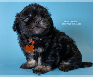 Shih Tzu Dog for Adoption in BREA, California USA