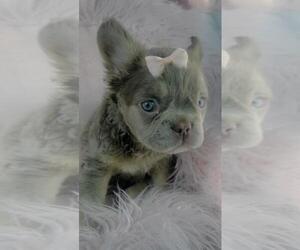 French Bulldog Puppy for sale in DACULA, GA, USA