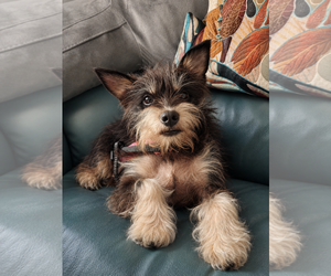 Mutt Dogs for adoption in Cranston, RI, USA