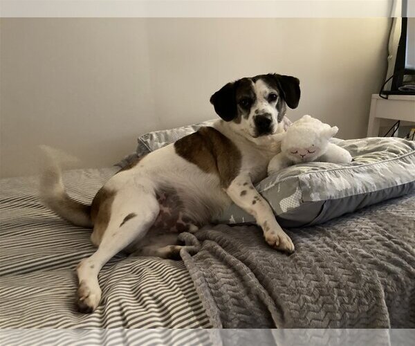 Medium Photo #4 Feist Terrier-Unknown Mix Puppy For Sale in Stafford, VA, USA