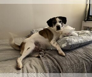 Archie - Male Feist Terrier-Unknown Mix Dog for Adoption - Photo #4