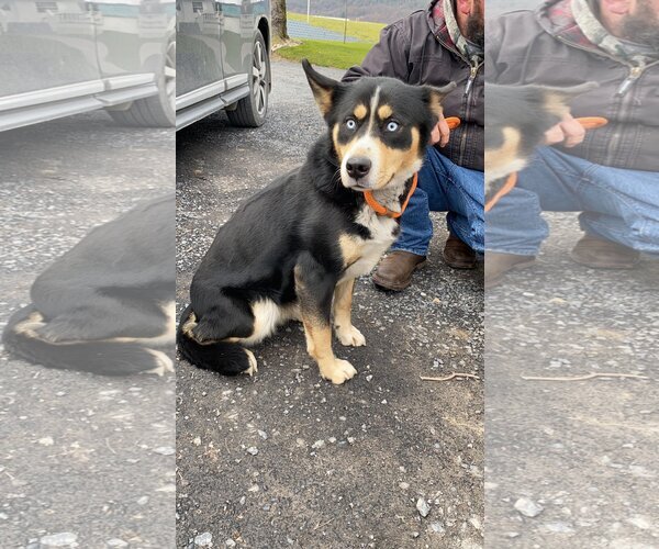 Medium Photo #5 Bernese Mountain Dog-Huskies  Mix Puppy For Sale in Lewistown, PA, USA