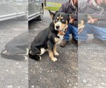 Small #4 Bernese Mountain Dog-Huskies  Mix