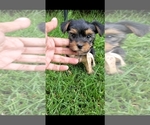 Small Photo #3 Yorkshire Terrier Puppy For Sale in PERRIS, CA, USA
