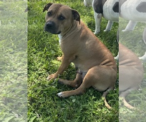 Mother of the Bullypit puppies born on 02/27/2026