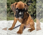 AKC Art - Male Boxer Puppy for Sale - Photo #15
