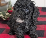 Small #7 Cockapoo (Miniature)