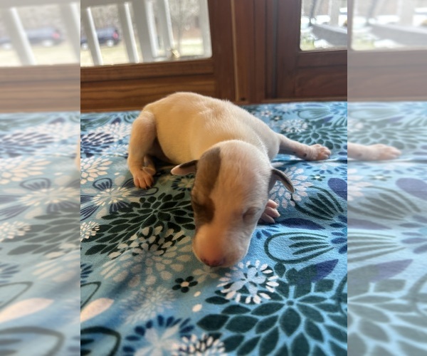 Medium Photo #1 Whippet Puppy For Sale in ONEIDA, TN, USA