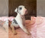 Puppy 5 Great Dane
