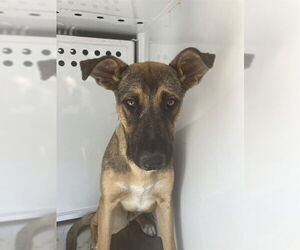 German Shepherd Dog Dogs for adoption in Stockton, CA, USA