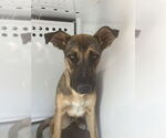 Small German Shepherd Dog