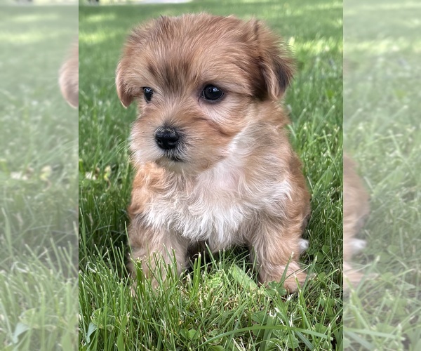 Medium Photo #11 Morkie Puppy For Sale in ROCK STREAM, NY, USA