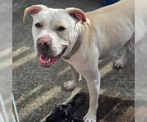 Mutt Dogs for adoption in Alameda, CA, USA