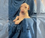 Puppy COLT Doberman Pinscher