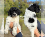 Puppy Maple Labradoodle