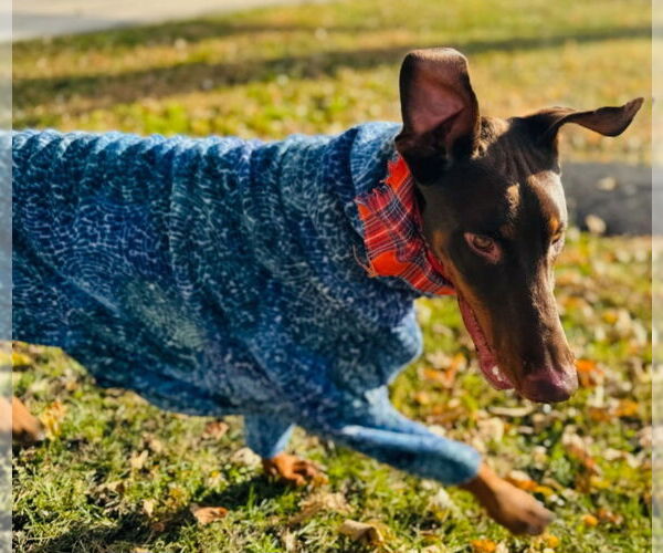 Medium Photo #17 Doberman Pinscher Puppy For Sale in Buffalo, MN, USA