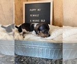 Small Photo #3 Chiweenie Puppy For Sale in CONCORDIA, MO, USA