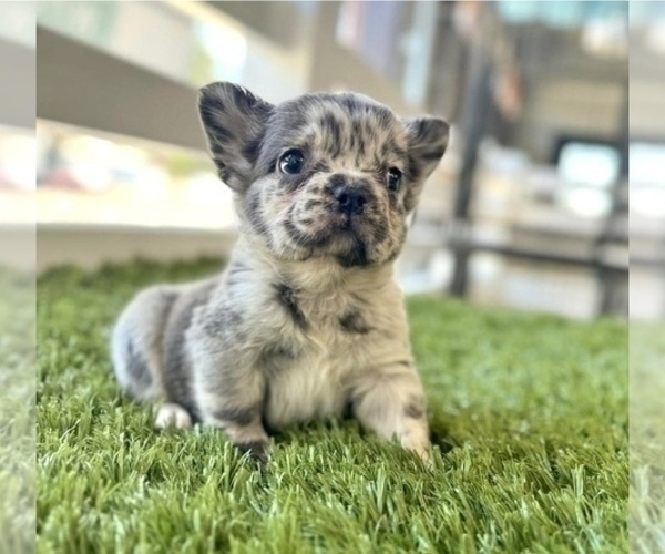 Medium Photo #2 French Bulldog Puppy For Sale in DALLAS, TX, USA