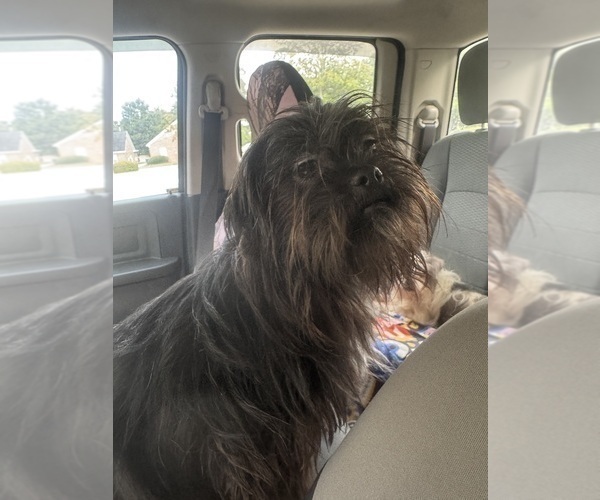 Medium Photo #1 Shih Tzu Puppy For Sale in BROOKLET, GA, USA