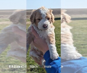Bernedoodle Puppy for Sale in TABLE GROVE, Illinois USA