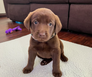 Labrador Retriever Puppy for sale in MORENO VALLEY, CA, USA