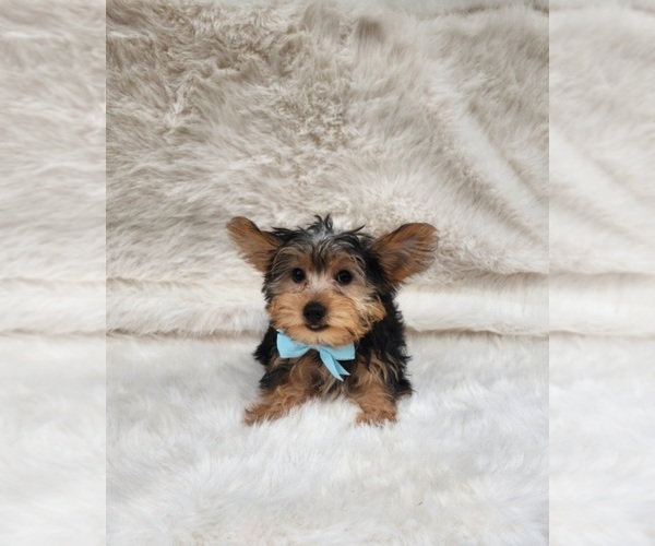 Medium Photo #1 Morkie Puppy For Sale in INDIANAPOLIS, IN, USA