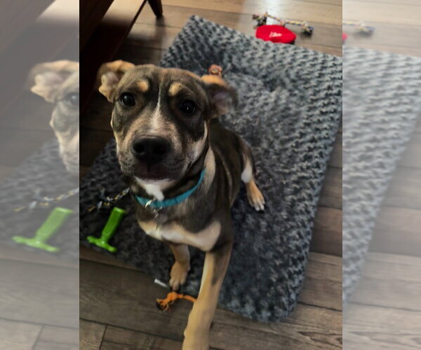 Medium Photo #1 Mutt Puppy For Sale in Salt Lake City, UT, USA