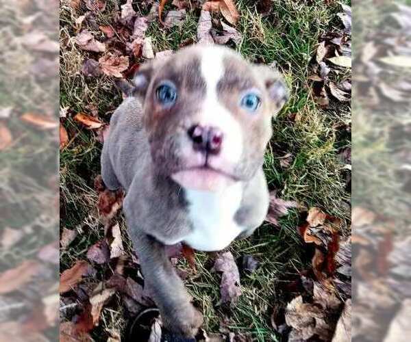 Medium Photo #3 American Staffordshire Terrier Puppy For Sale in Springdale, PA, USA