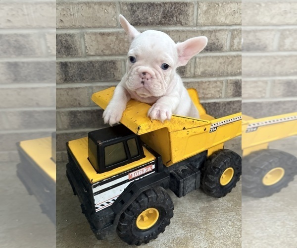Medium Photo #5 French Bulldog Puppy For Sale in MIDDLEBURY, IN, USA