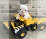 Small #4 French Bulldog
