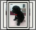 Small Photo #13 Sheepadoodle Puppy For Sale in RIALTO, CA, USA