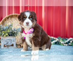 Small #4 Miniature Australian Shepherd