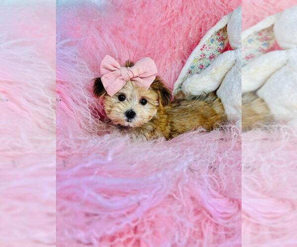 Medium Photo #13 Morkie Puppy For Sale in BOSTON, MA, USA