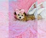 Small #12 Morkie