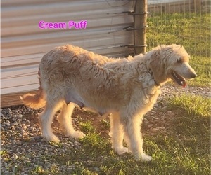 Mother of the Goldendoodle-Poodle (Standard) Mix puppies born on 08/13/2023