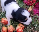 Small Photo #13 Dachshund Puppy For Sale in CHOCTAW, OK, USA