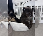Small #19 Pomeranian