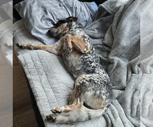 Father of the Australian Cattle Dog puppies born on 12/28/2025