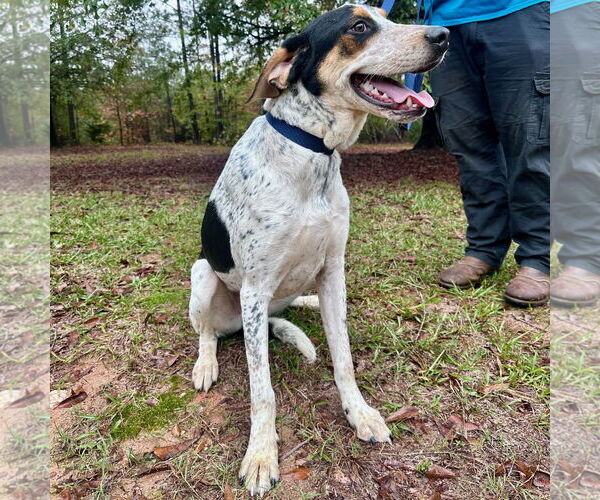 Medium Photo #5 Mutt Puppy For Sale in McCormick, SC, USA