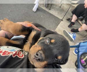 Rottweiler Puppy for sale in SHELBYVILLE, IL, USA