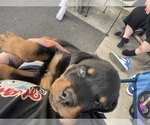Small Photo #1 Rottweiler Puppy For Sale in SHELBYVILLE, IL, USA