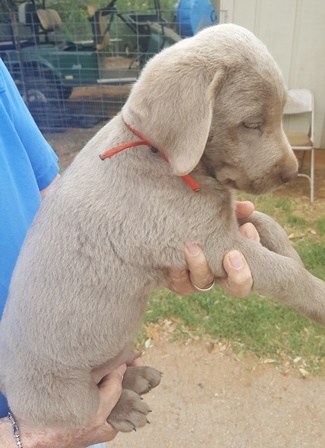 Medium Photo #1 Labrador Retriever Puppy For Sale in PEARSALL, TX, USA
