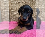 Small Photo #3 Doberman Pinscher Puppy For Sale in BETHANY, CT, USA