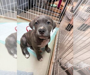 Labrador Retriever-Unknown Mix Dogs for adoption in Claremore, OK, USA