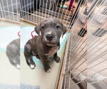 Small Labrador Retriever Mix