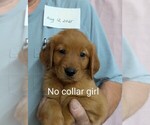 Small #2 Golden Retriever