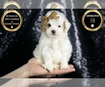 Small #5 Maltipoo (Miniature)